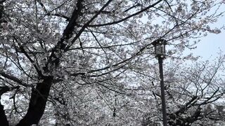 お花見してからそのままホテル直行して、いっぱいぶっかけられました、、